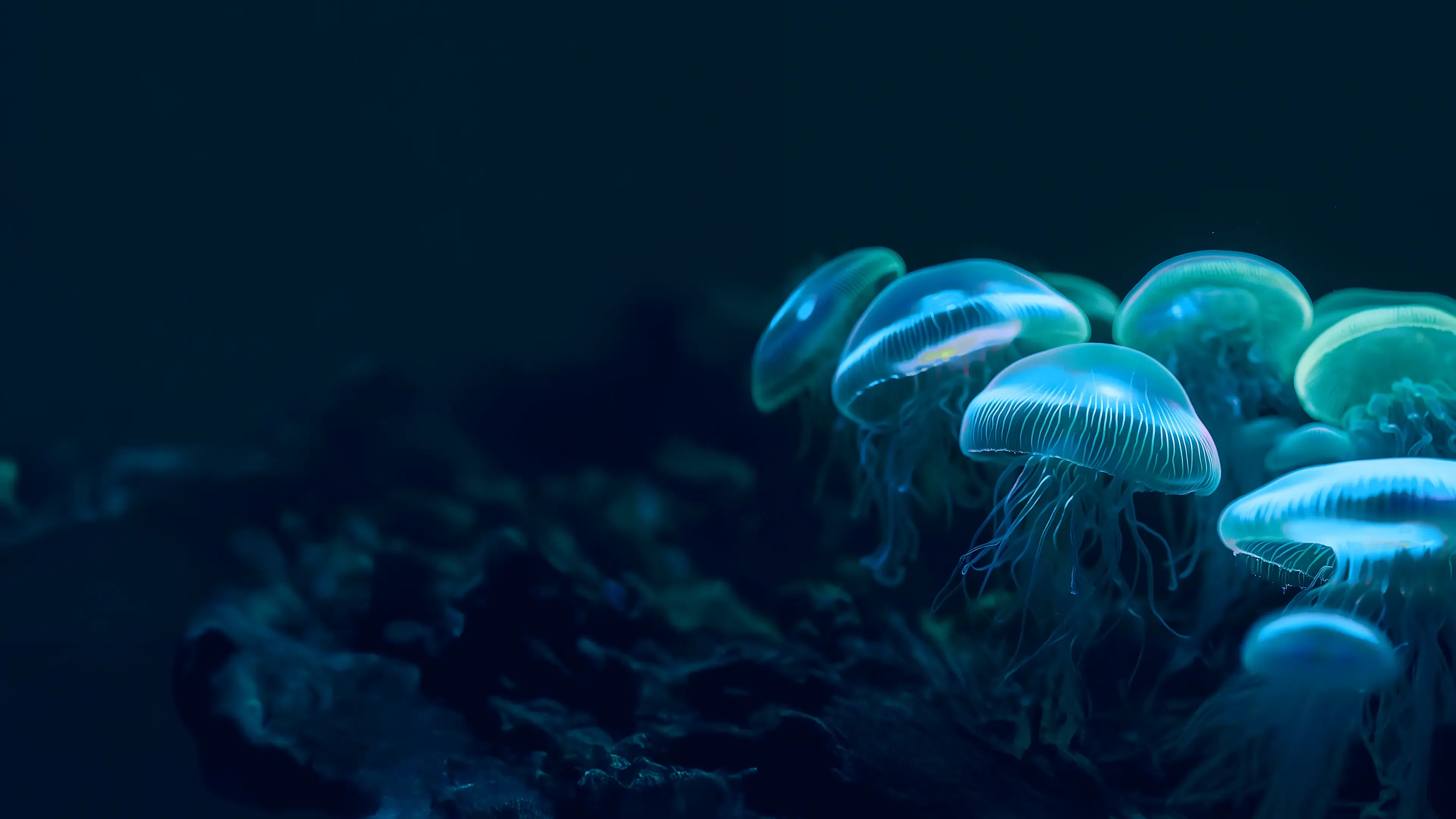 Jellyfish background