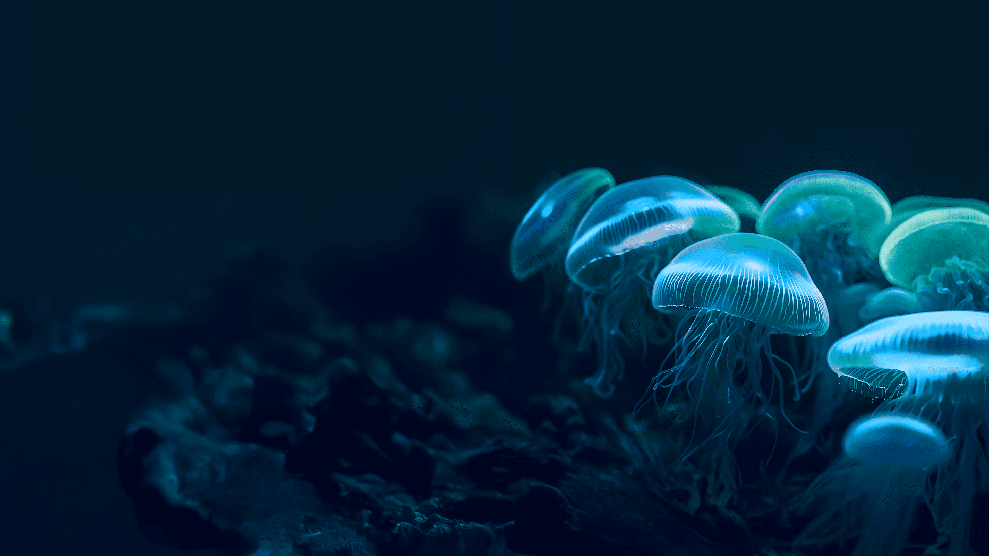 Jellyfish background